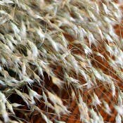 Indian Rice Grass