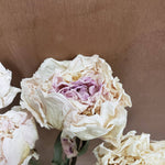 Dried Peony Flowers - Cream / Blush / Light Pink