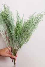 Preserved Green Stoebe