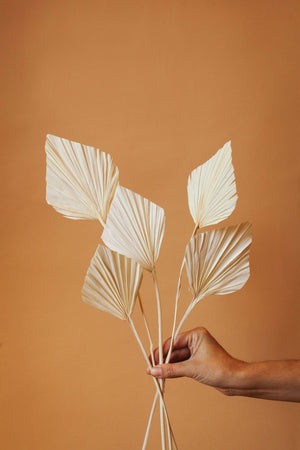 Dried White Spade Palms