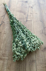 Mountain Mint