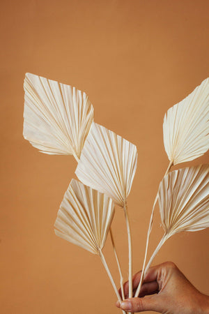 Dried White Spade Palms