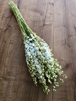Larkspur - White
