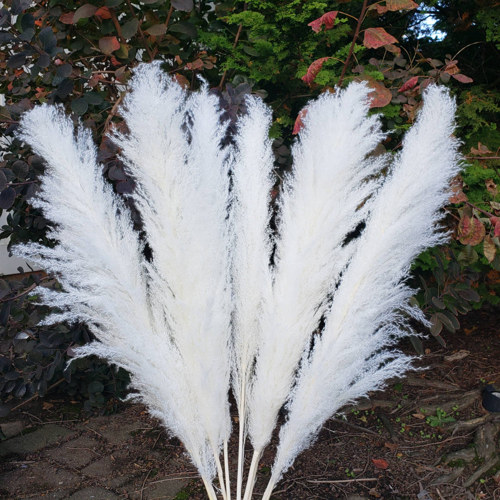 X-Large Pampas Grass, Dried with Fluffy Plumes - White