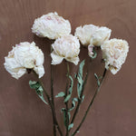 Dried Peony Flowers - Cream / Blush / Light Pink
