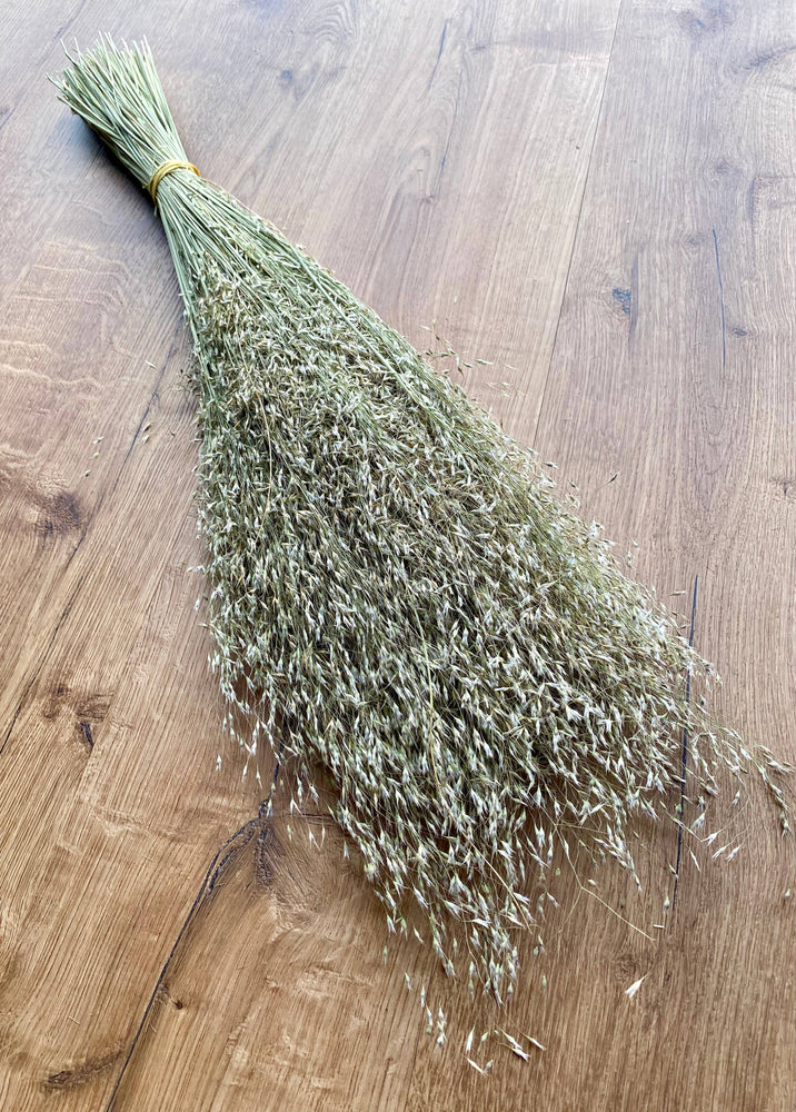 Indian Rice Grass