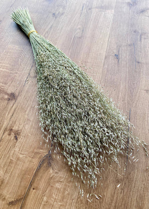 Indian Rice Grass