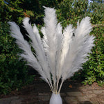 X-Large Pampas Grass, Dried with Fluffy Plumes - White