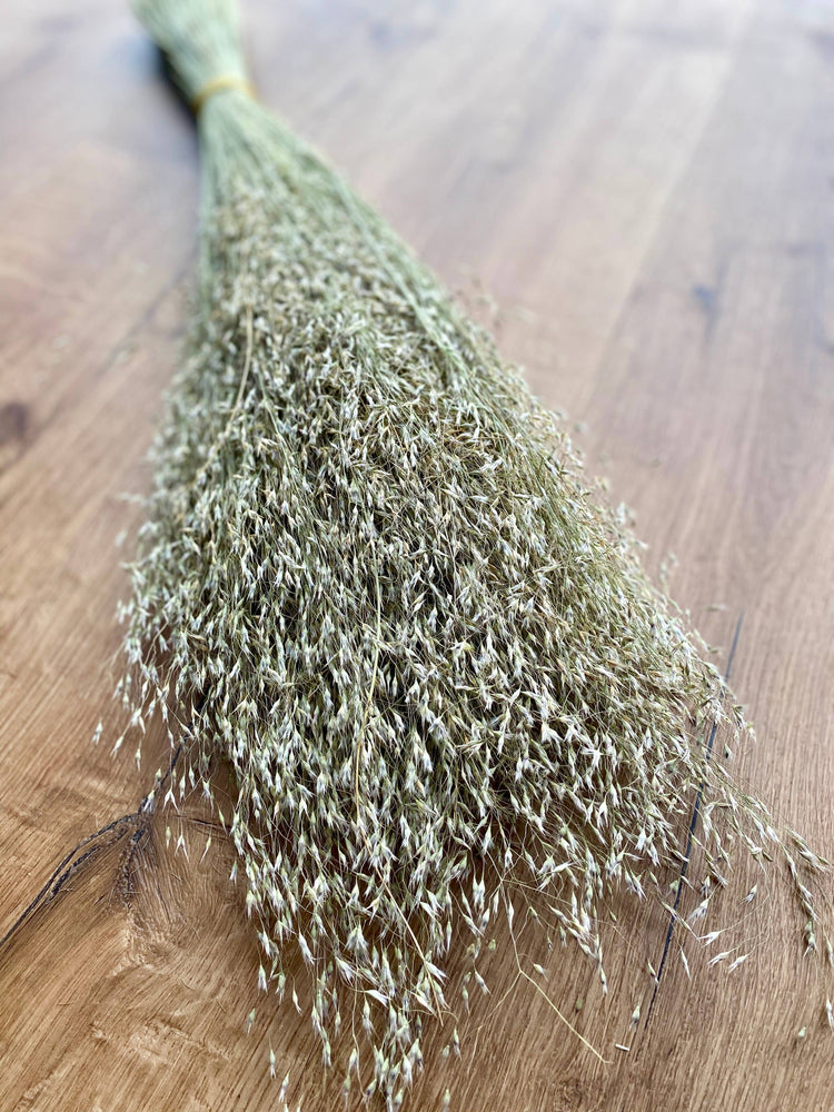 Indian Rice Grass