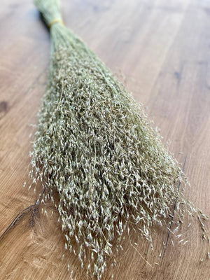 Indian Rice Grass