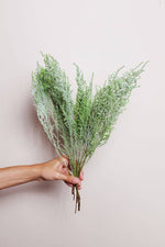 Preserved Green Stoebe