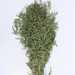 Preserved Feather Eucalyptus - Green: 4oz