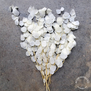 Silver Dollar Preserved-Dried - White