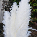 X-Large Pampas Grass, Dried with Fluffy Plumes - White