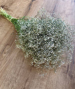 Baby's Breath (Gypsophillia) 