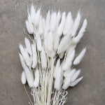 Dried Bunny Tails, 50-60stems - White (107)
