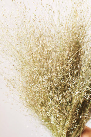 Dried Indian Rice Grass