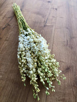 Larkspur - White